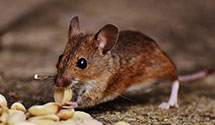 Find Exterminators in Escambia County